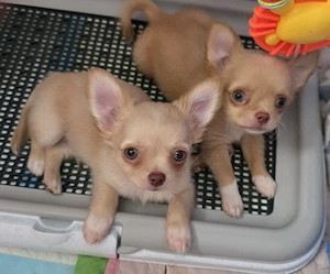 Verkaufe: Reinrassige Langhaar Chihuahua Welpen 