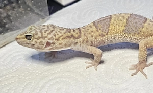 01 Leopardgecko Jungtier W Naturfarben spalt Blanko 