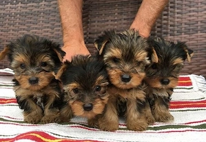 Wundervolle Yorkie-Welpen suchen ein neues Zuhause