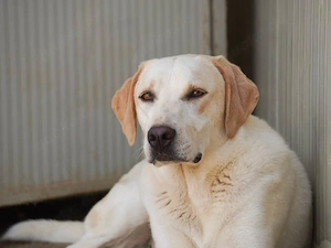 Fosco sucht sein Zuhause (noch auf Sardinien)