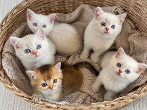    Wunderschöne Britisch Kurzhaar Kitten suchen ein liebevolles Zuhause   