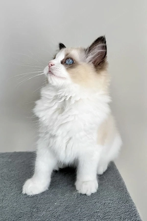 Ein süßes, 3 Monate Ammar Maine-Coon-Kätzchen sucht ein liebevolles Zuhause für immer.   
