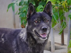 Ryuk sucht sein Zuhause (noch auf Sardinien) Bild 3