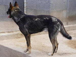 Ryuk sucht sein Zuhause (noch auf Sardinien) Bild 2