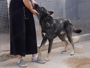 Ryuk sucht sein Zuhause (noch auf Sardinien) Bild 6