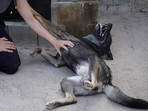 Ryuk sucht sein Zuhause (noch auf Sardinien) Bild 5