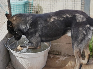 Ryuk sucht sein Zuhause (noch auf Sardinien) Bild 4