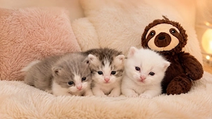 Traum Bkh Blh Kitten 