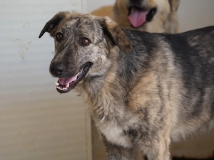 Demetra sucht ihr Zuhause (noch auf Sardinien)