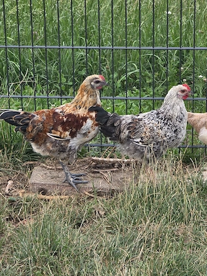 Mehrere junge, farbenfrohe Mix-Gockel abzugeben