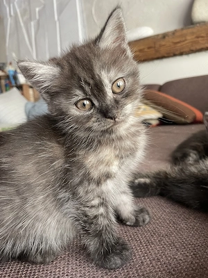 Kitten suchen Zuhause