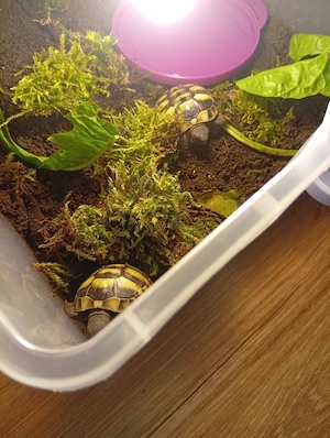 Zwei Griechische Landschildkröten aus eigener Nachzucht 