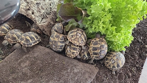 Griechische Landschildkröten aus Hobbyzucht von 2023