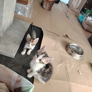 Süße Katzenbabys   12 Wochen alt und bereit für ihr neues Zuhause