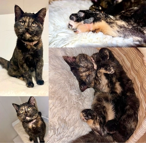 katze in libevolle Hände abzugeben