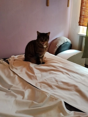 Tierbetreuung Bild 2