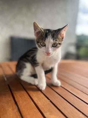 Der süßeste kleine Kater, den ihr je kennenlernen werdet!