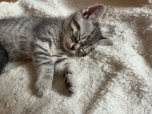 Süße BKH tabby Kitten