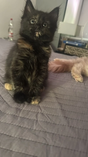 Baby-Maine-Coon-Katzen