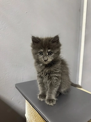 Baby-Maine-Coon-Katzen