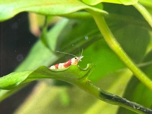 Red Bee Caridina Garnelen
