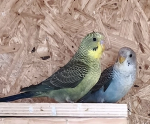 Blackwing Wellensittiche 