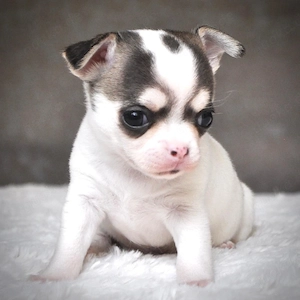 Kleine Chihuahua Welpen 