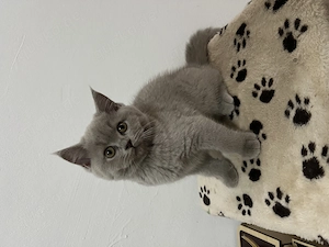 Süße BKH Kitten suchen ein liebevolles Zuhause