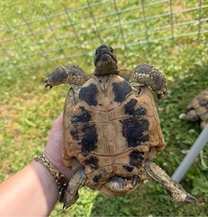 griechische landschildkröte EU- CITES bescheinigung 