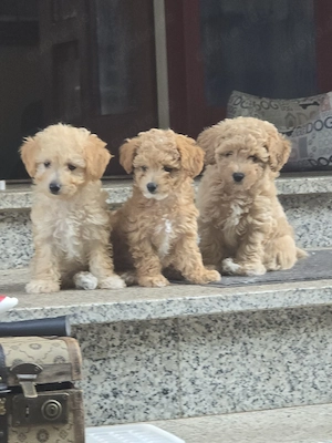 Maltipoo Zwergpudel Welpen