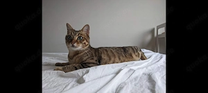 Wunderschöne Bengalkatze (3 Jahre) sucht liebevolles neues Zuhause