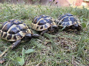 5x Griechische Landschildkröten von 2025 mit CITES-Papieren