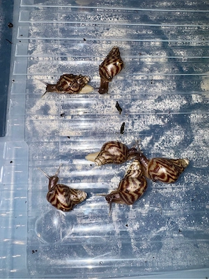 Achatina reticulata Babys suchen ein neues Zuhause    Bild 2
