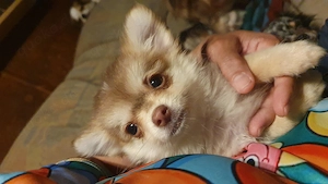 Wir suchen noch ein Zuhause - Chihuahua Welpen Kurzhaar und Langhaar