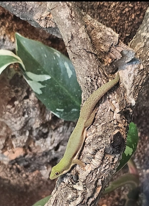 Phelsuma Pusilla Pusilla 