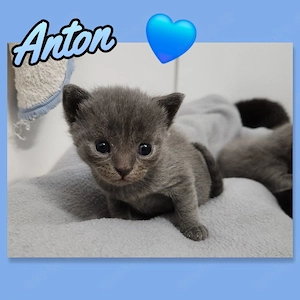 Baby Kätzchen reinrassige Bkh Kitten super verkuschelt und kinderlieb 