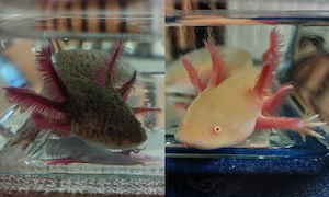 Wunderschöne und gesunde Axolotl-Jungtiere abzugeben - Goldalbino und Wildling (BD-frei!)