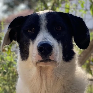 Neville, geb. ca. 03 2019, lebt in GRIECHENLAND, im städt. Tierheim Serres 