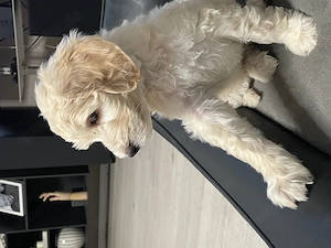 Labradoodle Welpen 
