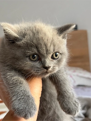 Britische blaue Kurzhaar-Kätzchen   Reservierung ab sofort möglich!