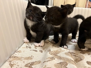 Katze Kitten 