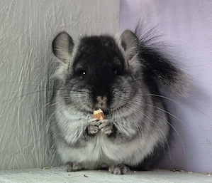 Chinchilla Baby Weibchen 