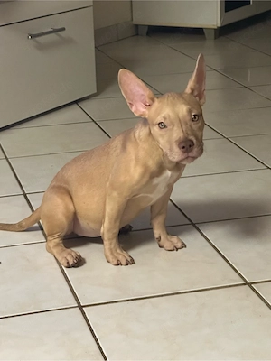 American Pocket Bully welpe Hündin 