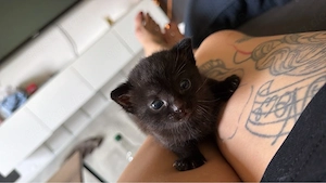 bkh kitten sucht bald ein neues zuhause