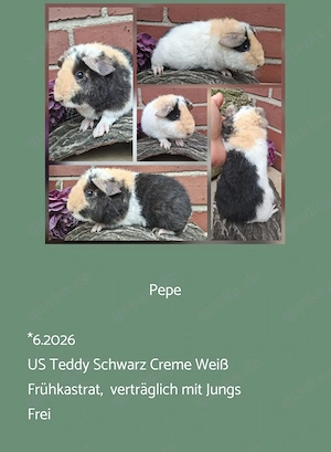 Frühkastrat US Teddy Meerschweinchen Jungtiere 