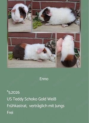 Frühkastrat US Teddy Meerschweinchen Jungtiere 