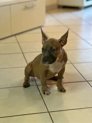 American Pocket Bully Welpen Rüde 