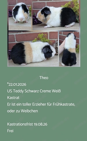 Kastrat Meerschweinchen US Teddy Rosetten  Bild 4