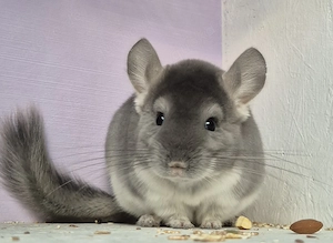 Chinchilla Baby Böckchen 