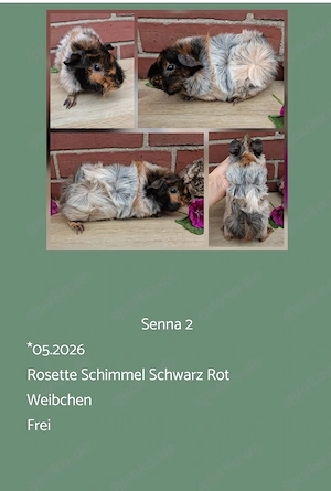 Weibchen Rosette + US Teddy Meerschweinchen 